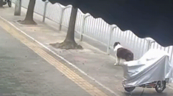 怕狗咬到别人就把狗带走？上海一男子偷狗被行拘10日 