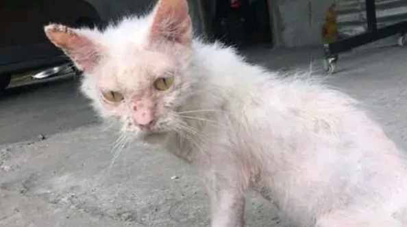 小猫因“丑陋”遭驱赶，一年后成功逆袭，小破烂变成小天使
