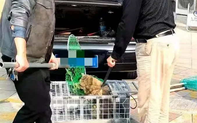 捕狗队捕到的狗竟送到市场转手卖了宰杀，这般操作受令人气愤不已