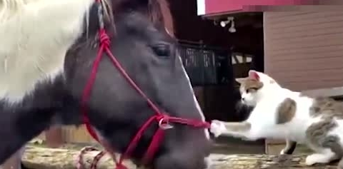 猫咪一巴掌就打在马的脸上了，这脾气还真是爆啊 