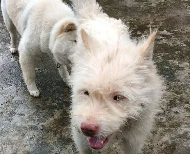 下司犬夹断半截后腿后，被主人嫌弃，狗肉价卖给了贩子