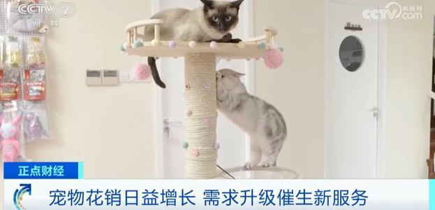 宠物市场迎来高速增长期，一年新增近100万家相关企业