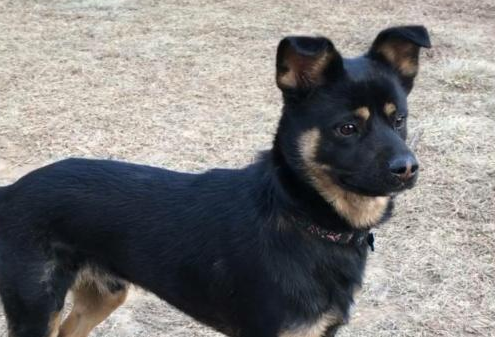 农村最爱养的五种田园犬，四眼铁包金很少见，第三种有钱都没法买
