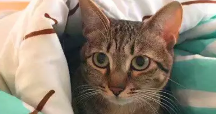 狸花猫被熊孩子伤了后肢，被铲屎官收养后，终于露出幸福的笑容