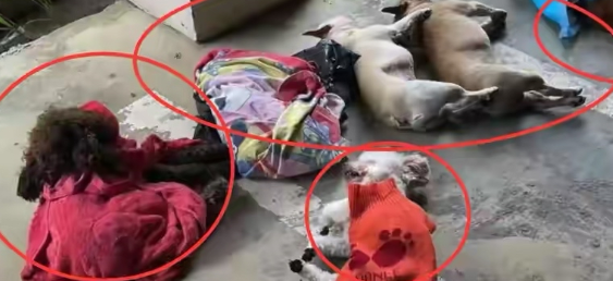 宠物狗被下药毒死，女主人抱狗崩溃痛哭，一检查小区8条狗被毒死