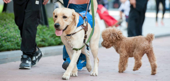 导盲犬工作时被人暗算，但它的专业应对让人敬佩！