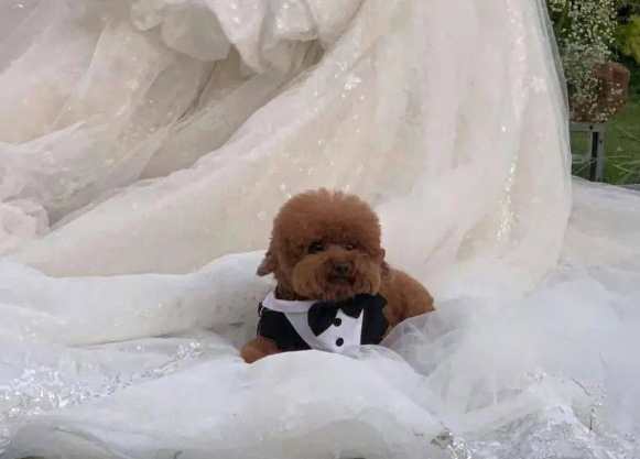 婚礼带了一只显眼包小狗，抢镜第一名！