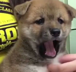 主人带小柴犬去医院，结果狗狗生气了，医生却笑到不得不暂停检查