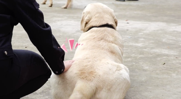 警犬吃太胖被要求减肥，结果遭5000万人围观，太丢脸喽