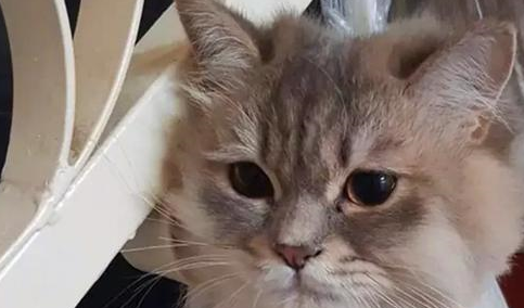 下班回家发现花瓶碎了，主人气得把猫咪全都挂起来，画面高萌