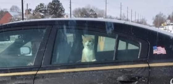 猫咪偷东西被逮捕！看它毫无悔意，直接被带上警车 