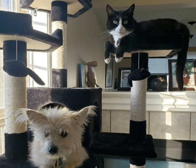 汪界之耻！被猫带大的狗子都是这个画风... 