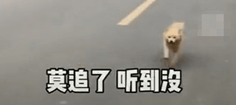 小主人离家，爷爷家田园犬追8公里不肯回！别追了别跑丢！ 