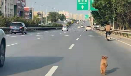 狗狗误入快速路车流中奔跑 暖心司机开双闪挡车流