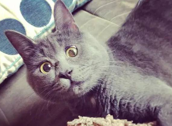 惊讶猫：脸上的表情就像一直保持着惊讶状