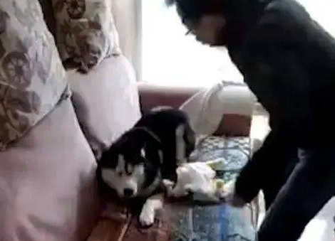 哈士奇拆家被暴打，二哈：冤枉啊，真的是沙发先动手的 
