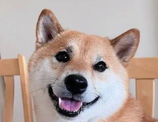 柴犬散步不想回家，变身恐怖大魔王？ 