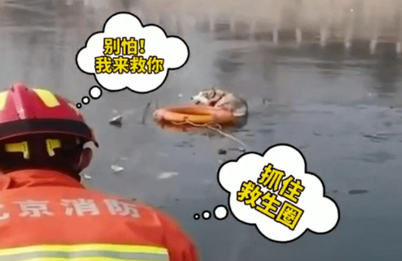 二哈不慎落水，关键时刻，它居然抓住了消防员的救生圈... 