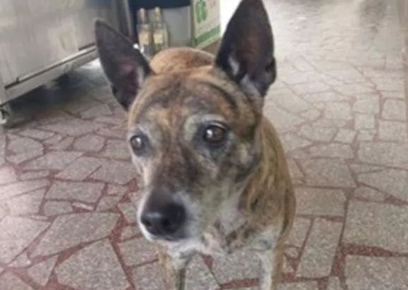 忠心虎斑犬被遗弃四年，从未离开过原地，被领养也不忘旧主人