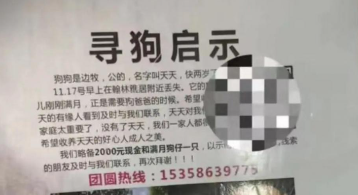 边牧走失，主人带狗妈狗崽摆摊找狗，网友：你不要老婆孩子了吗？