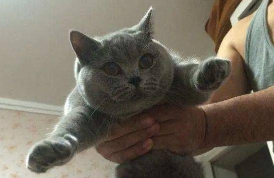 自家蓝猫竟被朋友偷偷带走，一句话女子气炸，网友：不正常了？ 