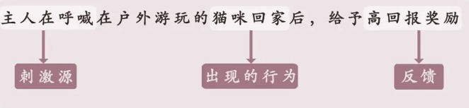 MEMO—猫问题行为的专业管理策略