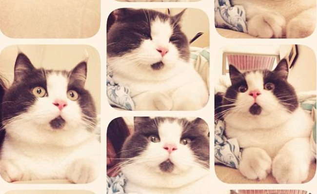 网络红猫悉数亮相 又添新成员'惊讶猫'