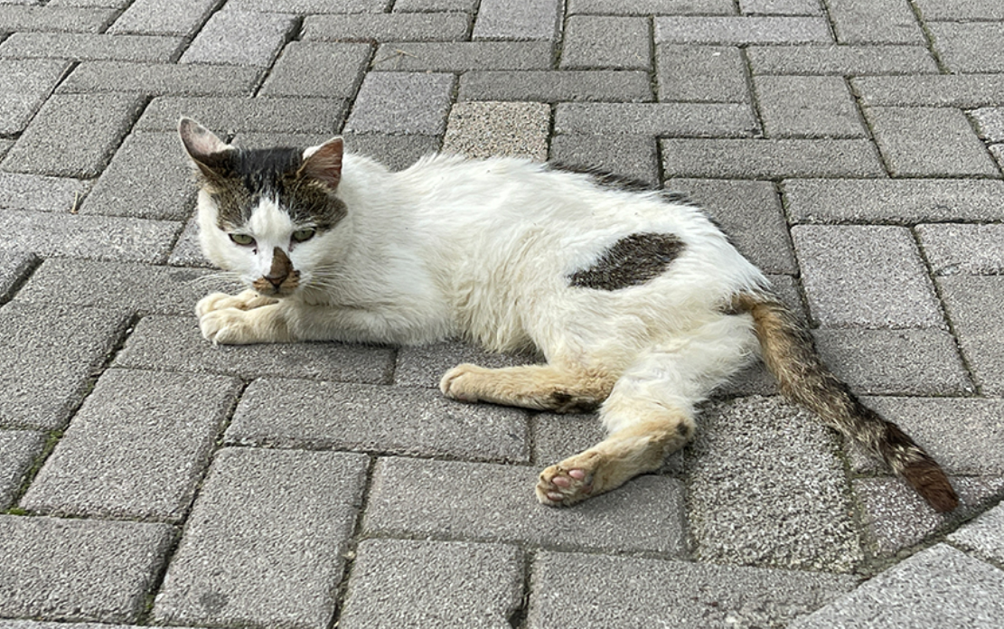 “猫奴们”看过来，上海静安公园有了流浪猫固定爱心投喂点