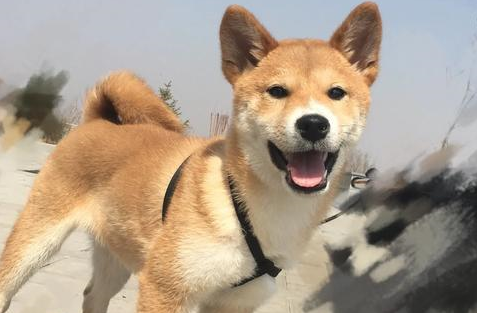 捣乱：人家九寨沟金秋飘雪，你个柴犬跟什么风，非弄个漫天狗毛