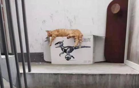 小区住户常年喂养流浪猫，楼梯间一片狼藉，气味难闻！流浪动物问题究竟怎么“破”？ 