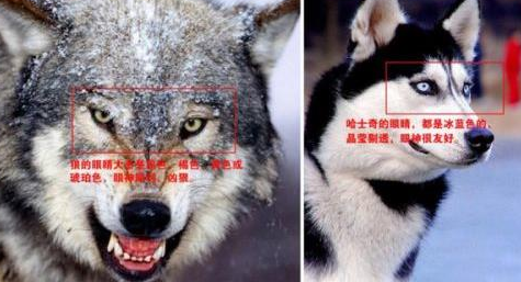 山东一动物园狼舍现哈士奇 园方:在狼群中有地位
