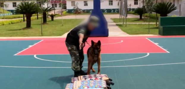 退役警犬“离家出走”，回望一瞬看哭了