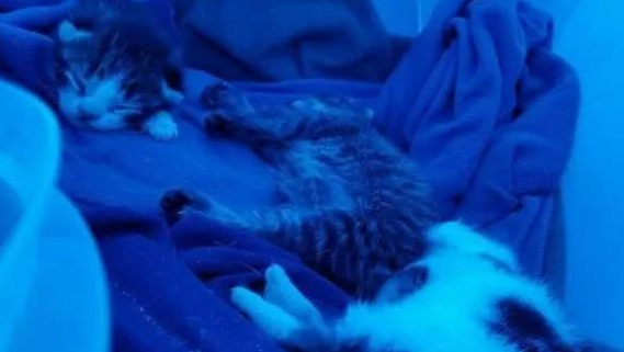 猫妈把娃送到网友家后就走，隔几个月又送来4只