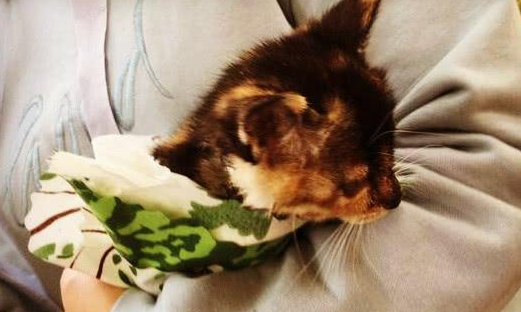 网友收养了流浪猫，带它去了次医院，就说啥也不养了