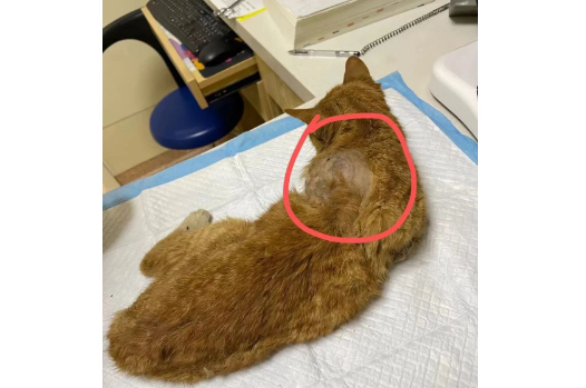 暖哭！爱猫被偷走，铲屎官猛追300公里救出！比死神来得更早的是主人！