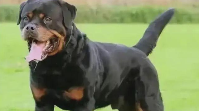 恶犬主人19小时后才投案自首，单身美女的人生轨迹被彻底改写