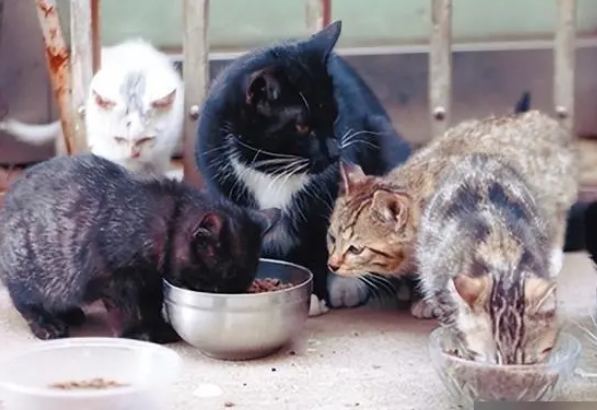 62岁“猫奶奶”照顾流浪猫18年：想让“猫生”多些温暖与希望