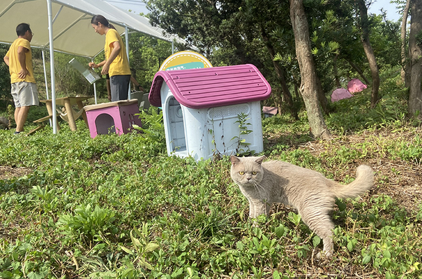 当流浪猫成为“桃花岛来客”