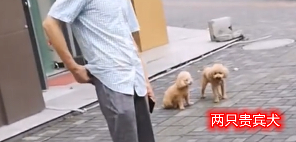 湖北宜昌：狗狗乱撒尿被好心提醒，大妈怒怼路人：又没尿你家里