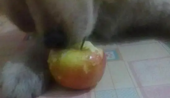 金毛犬误吞水果刀，幸亏被铲屎官及时发现，要不然狗命就丢了？