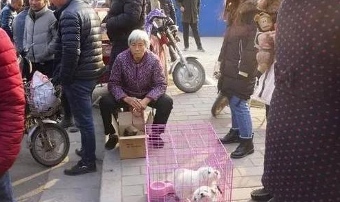 老奶奶闹市卖狗，20元一只也无人问津，问起原因让人心酸