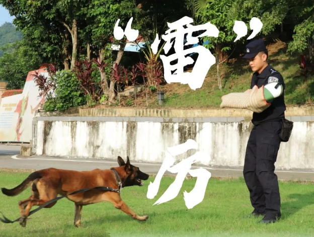 当“雷”厉遇上“枫”行 ——记南疆国门的“警犬神兵”