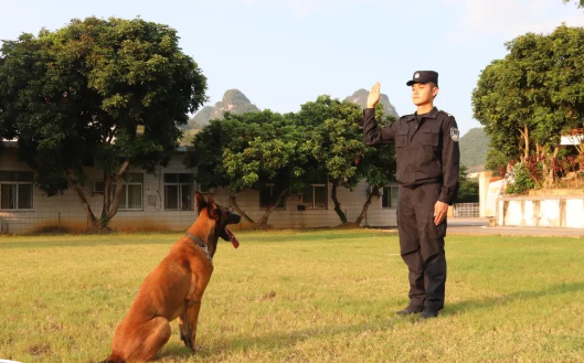 当“雷”厉遇上“枫”行 ——记南疆国门的“警犬神兵”
