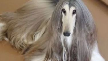 为爱犬花费24万元，只认是世界上最美的狗，网友：真像梅超风
