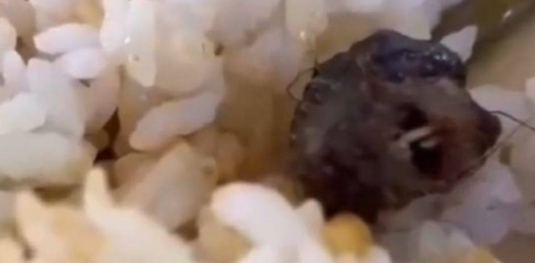 上海交大就食堂饭菜吃出针头致歉，不是猪太犟断针？有前车之鉴！