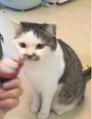 主人吃山竹，猫咪被馋的流口水，向主人撒娇的这一幕也太可爱了