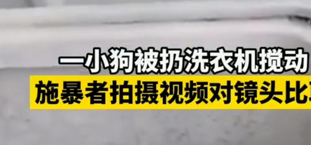 虐狗惨案频发，社会：我得了大病