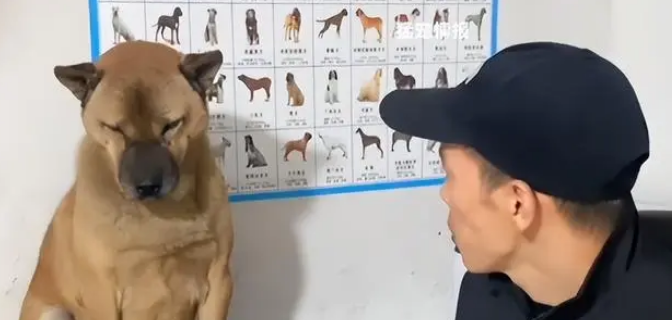 狗子被嘎蛋痛骂兽医五年，如今仇人变主人，网友：丧失了狗叫权