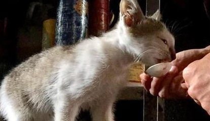 宠主打算送走调皮的流浪猫，看了监控后被感动，立马改了主意