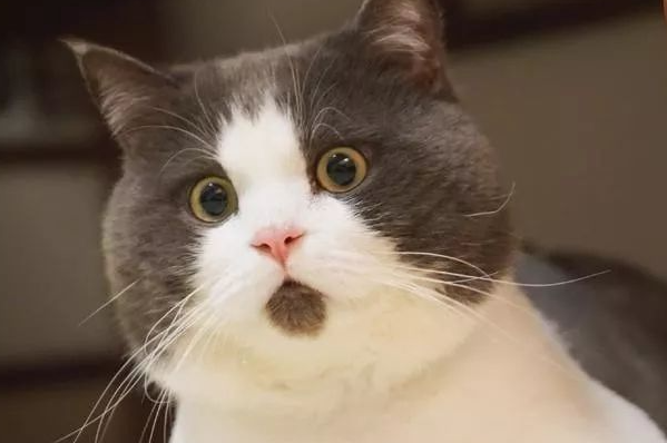 我就不信你没用过它的表情包！爆红网络的“惊讶猫”其实一点也不惊讶